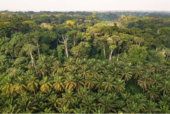 Congo Rainforest and Basin: Ecological Miracle of the Lungs of Africa