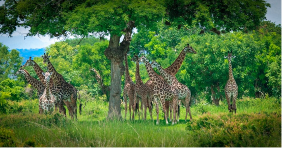 Discover Africa’s secrets: Why you might want to consider visiting Mikumi National Park in the next few years