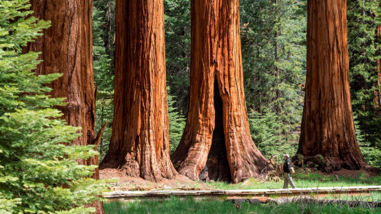 Exploring Aboriginal History and Culture in Sequoia National Park