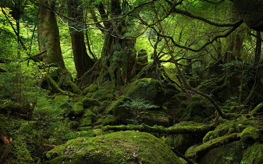 Forest Map (II): Moss Forest of Yakushima
