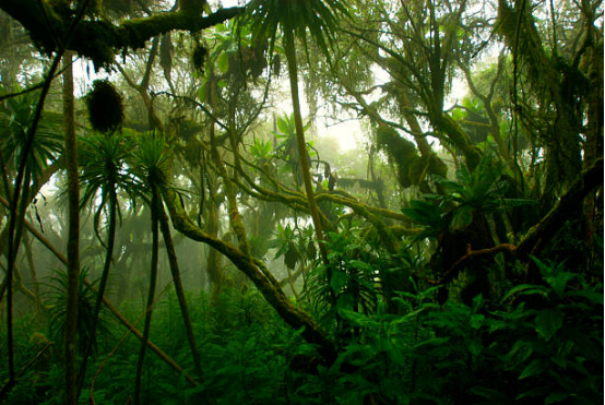 Map of the Forest (I): Breathing of the Congo Rainforest