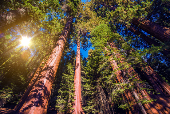 Map of the forest (Part 3): Height of the North American redwood forest