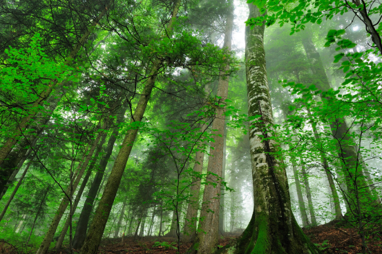 Maps of forests: Explore 10 legendary woodlands around the world