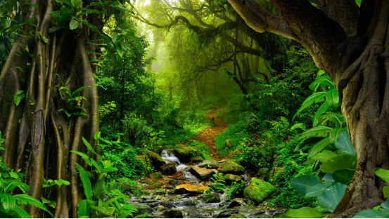 Maps of the Forest (IV): Whispers of the Amazon Rainforest