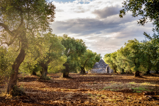 Map of the Forest (10): Mediterranean Olive Groves: Remnants of Time Under the Illumination