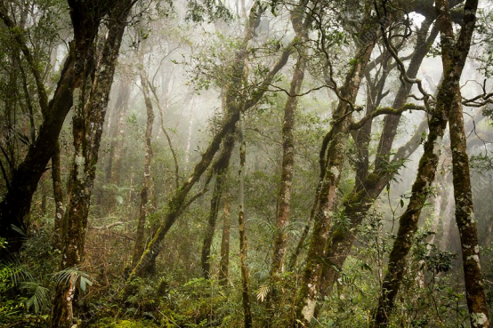 Maps of Forests (6): Borneo’s Cloud Forests