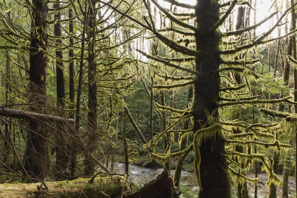 The forest isn’t quiet; it’s just too lazy to bother with you.