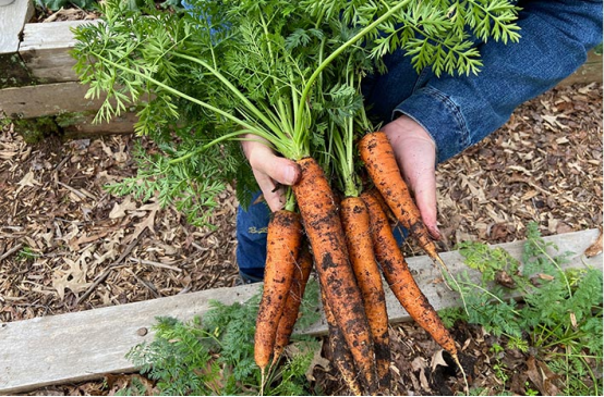 Ultimate Guide to Growing Straight, Sweet & Crisp Carrots