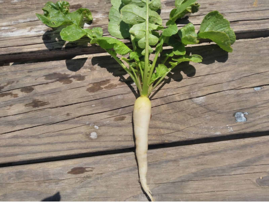 The Ultimate Guide to Growing Crisp and Juicy White Radishes