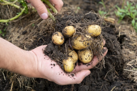 The Ultimate Guide to Potato Planting: From Cutting to High-Yield Harvests