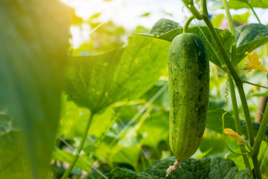 Mastering Cucumber Planting: Solving Common Problems & Deformed Fruits