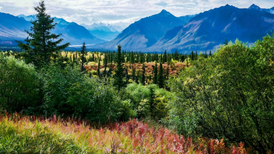 East Asian Forest Heritage: Exploring China’s Four Great Forests and Japan’s Cherry Blossom Culture