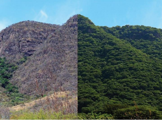 The Ultimate Guide to Earth’s Forest Ecosystems: From Ancient Legends to the Amazon