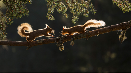 The Intricate World of Forest Ecosystems: Biodiversity, Adaptations, and Ecological Balance