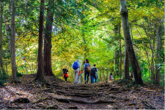 The World’s Most Beautiful Forest Hiking Routes: An Intimate Dialogue with Nature