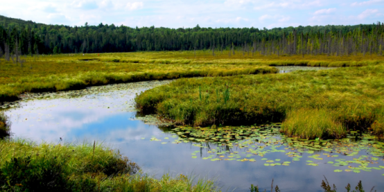 The Ultimate Guide to Wetland & Swamp Ecosystems: Earth’s Vital Filters