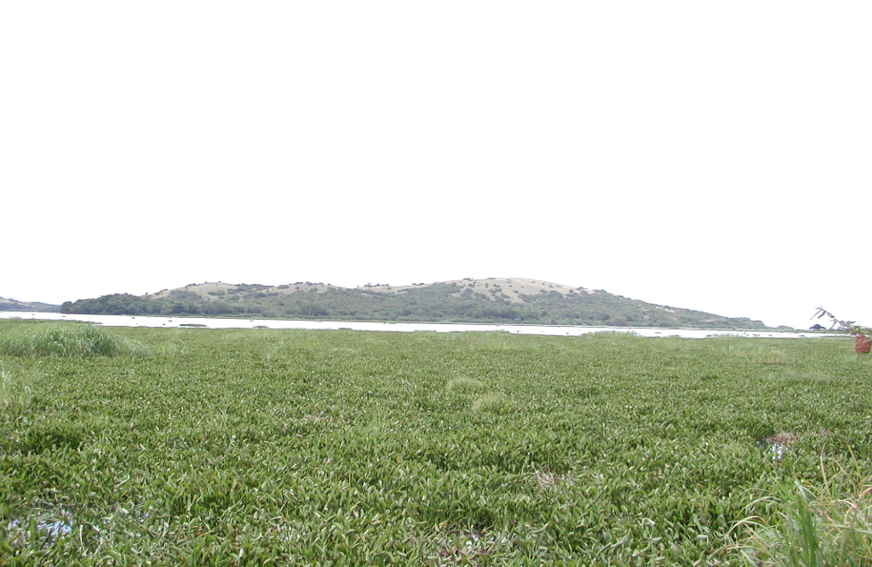 The Suffocating Pearl: A Comprehensive Guide to Lake Victoria’s Land Reform Crisis