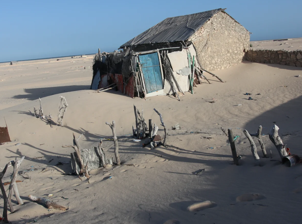 The Unseen Resilience: Exploring Coastal Dunes, Tenacious Grasses, and Marine Wonders