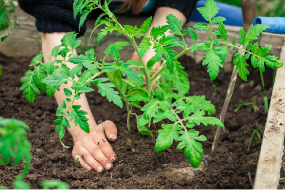 The Ultimate Guide to Tomato Farming: From Seed to Harvest