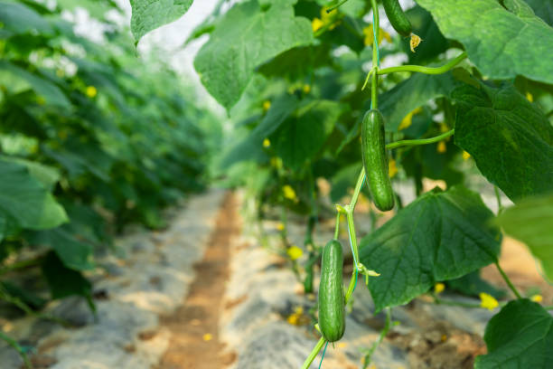 Ultimate Guide to Growing Cucumbers: Planting Times, Top Varieties & Care
