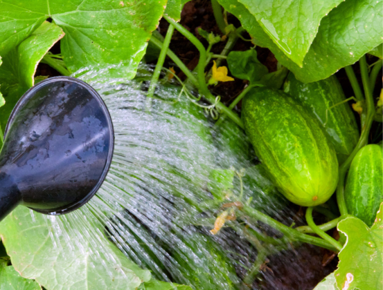 The Ultimate Guide to Growing Cucumbers: A Complete Timeline