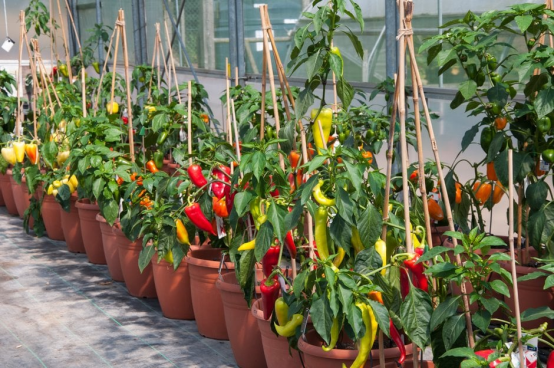Ultimate Pepper Planting Guide: How to Master Spiciness and Fruit Fullness