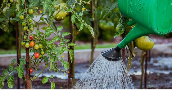 The Ultimate Guide to Watering Tomatoes: A Scientific Approach