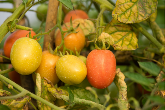 Why Tomato Plants Fail: A Comprehensive Guide to Yellowing, Curling, and Fruit Drop